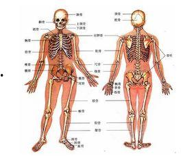 人体模型最新爆料图解说,科技与艺术的完美融合